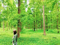 -黄海国家森林公园