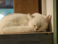 -猫咪博物馆(顶澳仔猫街店)