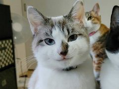 -秦镇史玉林凉皮(翡丽城店)