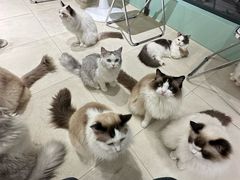 -怪兽屋·羊驼·猫咖·狗咖(俊华广场店)