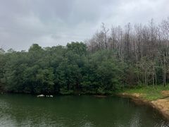 -上海海湾国家森林公园