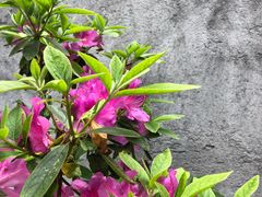 -九龙江国家森林公园