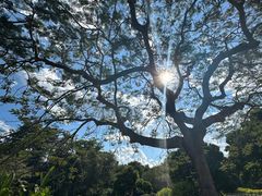 -中国科学院西双版纳热带植物园