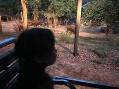 -清迈夜间动物园