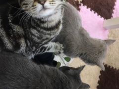-三花喵·撸猫购宠·宠物生活馆(虹桥南丰城店)