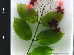 -广东中医药博物馆