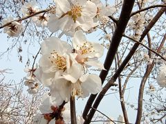 -桃花堤公园