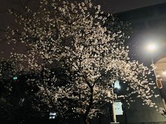 -武汉大学-樱园
