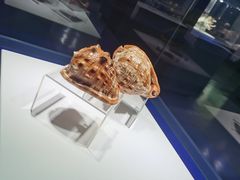 -贝壳王国博物馆