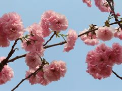 -天适樱花悠乐园