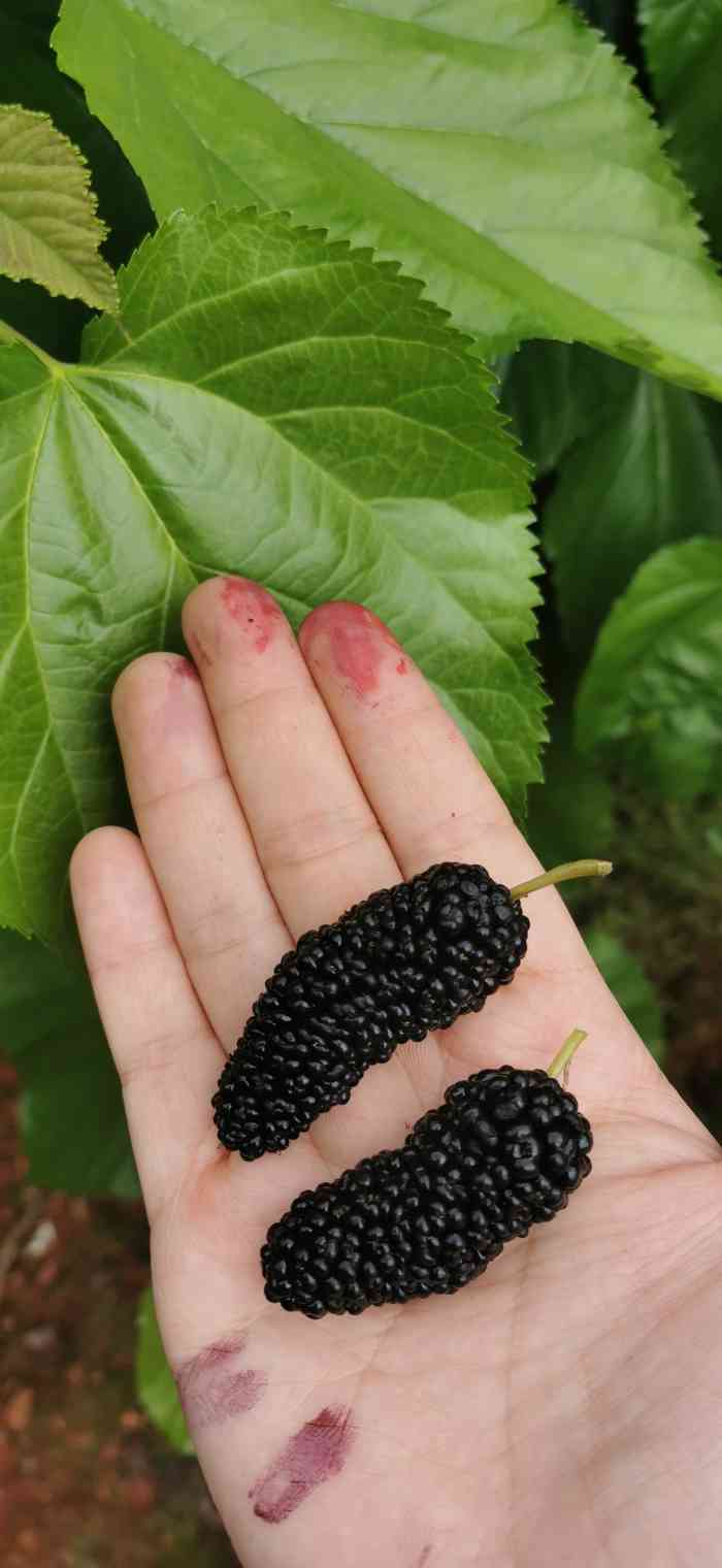 智敏果园-"位置很好找,在高速口的附近.果园里面不同.