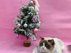 -1013 PET SHOP精品宠物商店(丁香店)