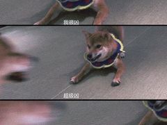-逗柴咖啡屋·狗咖猫咖宠物桌游