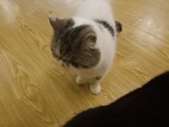 -萌喵咖啡屋(人民东路4号口M16商铺店)