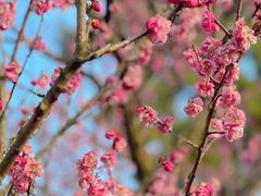 -梅花山(明孝陵内)