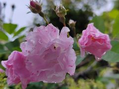 -荣昌花园