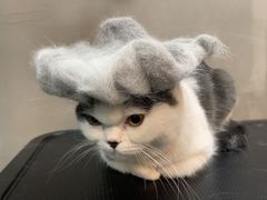 -PETKIT小佩宠物·低压洗护(国顺东路店)