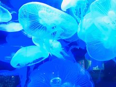 -太平洋海底世界