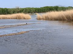 -野鸭湖国家湿地公园
