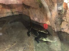 -迪拜水族馆及水下动物园