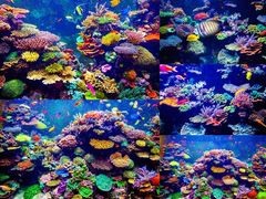-广州海洋馆