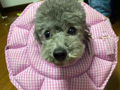 -爱妮康宠物医院·干细胞免疫细胞·肿瘤·心脏(张江店)