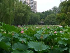 -莲湖公园