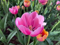 -洛阳郁金香牡丹园