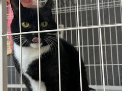 -壹迦桌游·血染钟楼剧本杀狼人杀