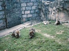 -上海野生动物园