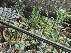 -东方名猫馆·英短金渐层布偶猫舍(环线广场1号楼店)