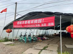 -喜杨洋草莓采摘园
