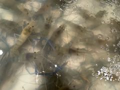 -芭提雅Amporn Seafood自助餐厅