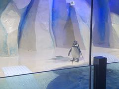 -皇家极地海洋世界-售票处