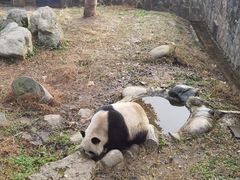 -都江堰中华大熊猫苑