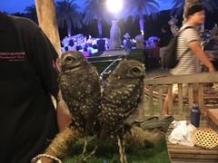 -清迈夜间动物园