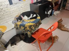 -平行世界·猫咖(首经贸店)