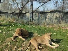 -北京野生动物园