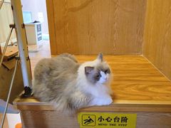 -MOCHA明星猫咖(田子坊店)