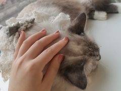 -怪兽屋·羊驼·猫咖·狗咖(俊华广场店)