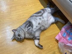 -袖虎·猫馆(体育西路店)