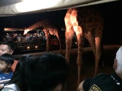 -清迈夜间动物园