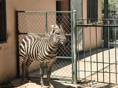 -青藏高原野生动物园