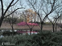 -大望京公园