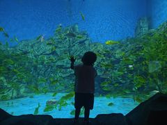 -芜湖新华联大白鲸海洋公园