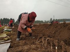 -解家河南菜(商鼎路店)