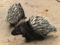 -青藏高原野生动物园