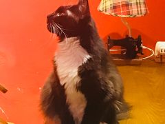 -猫色咖啡·猫咖