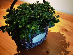 -参差咖啡(水果湖公园店)