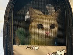 -宠爱国际动物医院·消化内科·心肾内科·ISFM猫友好(望京店)